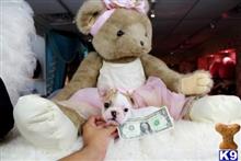 french bulldog puppy posted by tcuppuppiesforsale