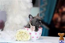french bulldog puppy posted by tcuppuppiesforsale