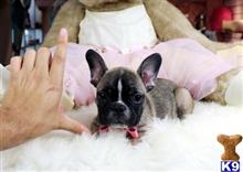 french bulldog puppy posted by tcuppuppiesforsale