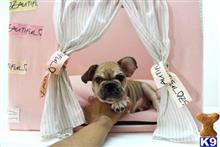 french bulldog puppy posted by tcuppuppiesforsale