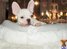 french bulldog puppy posted by tcuppuppiesforsale