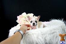 french bulldog puppy posted by tcuppuppiesforsale