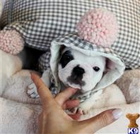 french bulldog puppy posted by tcuppuppiesforsale