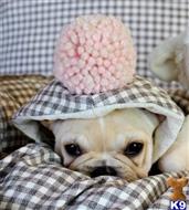 french bulldog puppy posted by tcuppuppiesforsale