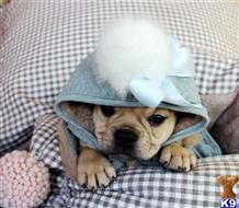 french bulldog puppy posted by tcuppuppiesforsale
