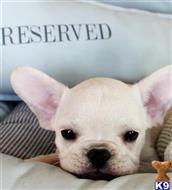 french bulldog puppy posted by tcuppuppiesforsale