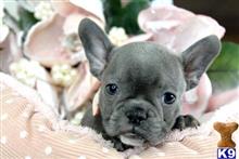 french bulldog puppy posted by tcuppuppiesforsale