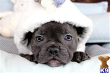 french bulldog puppy posted by tcuppuppiesforsale