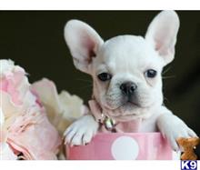 french bulldog puppy posted by tcuppuppiesforsale