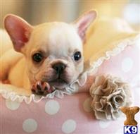 french bulldog puppy posted by tcuppuppiesforsale