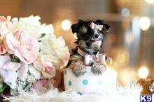 mixed breed puppy posted by tcuppuppiesforsale