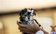 mixed breed puppy posted by tcuppuppiesforsale