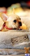 french bulldog puppy posted by tcuppuppiesforsale