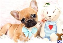french bulldog puppy posted by tcuppuppiesforsale
