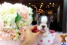 french bulldog puppy posted by tcuppuppiesforsale