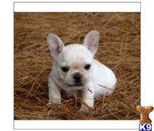 french bulldog puppy posted by tcuppuppiesforsale