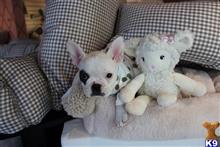 french bulldog puppy posted by tcuppuppiesforsale