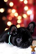 french bulldog puppy posted by tcuppuppiesforsale