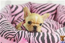 french bulldog puppy posted by tcuppuppiesforsale