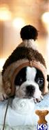 french bulldog puppy posted by tcuppuppiesforsale