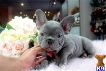 french bulldog puppy posted by tcuppuppiesforsale