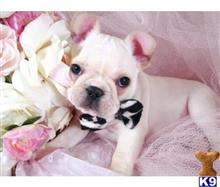 french bulldog puppy posted by tcuppuppiesforsale