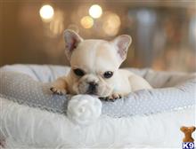 french bulldog puppy posted by tcuppuppiesforsale