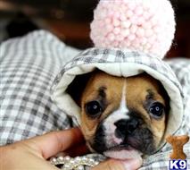 french bulldog puppy posted by tcuppuppiesforsale