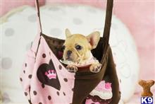 french bulldog puppy posted by tcuppuppiesforsale