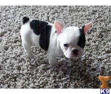 french bulldog puppy posted by tcuppuppiesforsale