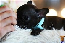 french bulldog puppy posted by tcuppuppiesforsale