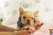 french bulldog puppy posted by tcuppuppiesforsale