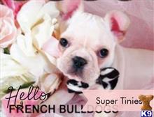 french bulldog puppy posted by tcuppuppiesforsale