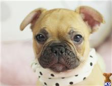 french bulldog puppy posted by tcuppuppiesforsale