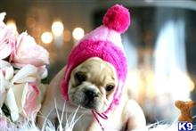 french bulldog puppy posted by tcuppuppiesforsale
