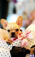 french bulldog puppy posted by tcuppuppiesforsale