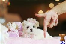 maltese puppy posted by tcuppuppiesforsale