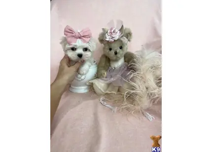 a couple of stuffed animals