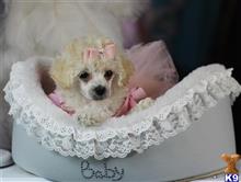 mixed breed puppy posted by tcuppuppiesforsale
