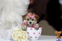 mixed breed puppy posted by tcuppuppiesforsale