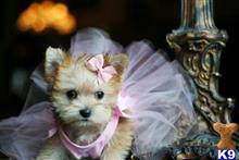 mixed breed puppy posted by tcuppuppiesforsale