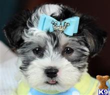 mixed breed puppy posted by tcuppuppiesforsale
