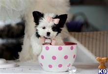 mixed breed puppy posted by tcuppuppiesforsale