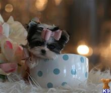 mixed breed puppy posted by tcuppuppiesforsale
