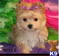 mixed breed puppy posted by tcuppuppiesforsale
