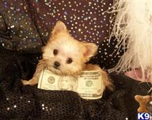 mixed breed puppy posted by tcuppuppiesforsale