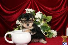 mixed breed puppy posted by tcuppuppiesforsale
