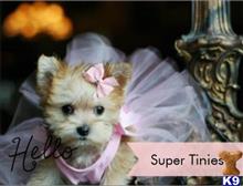 mixed breed puppy posted by tcuppuppiesforsale