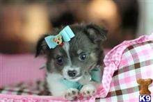 mixed breed puppy posted by tcuppuppiesforsale