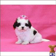 mixed breed puppy posted by tcuppuppiesforsale